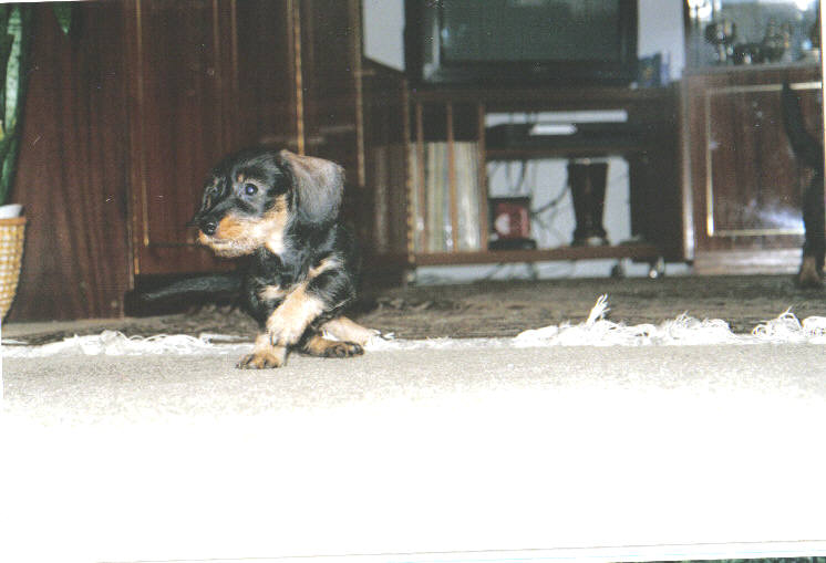 Nixi