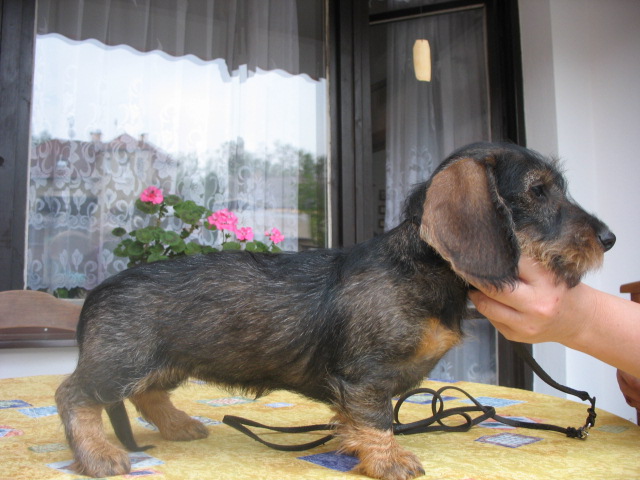 Ester3